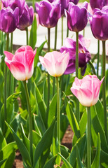 Fototapeta premium tulips