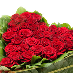 Obraz premium roses