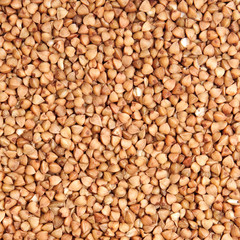 buckwheat;