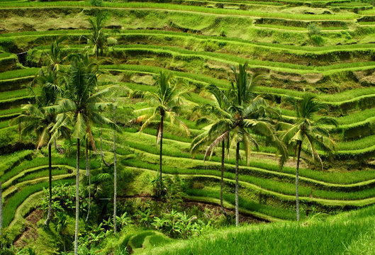 green balinese rice terrace with palm trees
