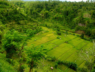 green rice terrace