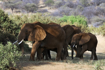 Fototapety  Słoń afrykański (Loxodonta africana) w Masai Mara, Kenia