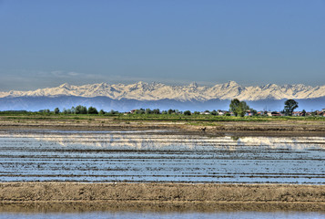 rice fields