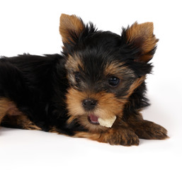Puppy of the Yorkshire Terrier with a piece of dried bread
