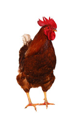 One live rooster on the white
