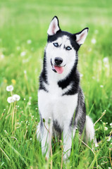 Portrait husky on green background
