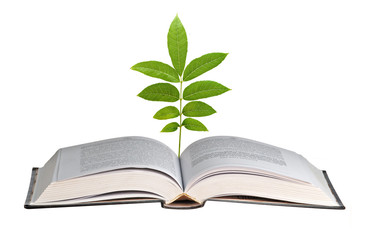 Sprout growing from book