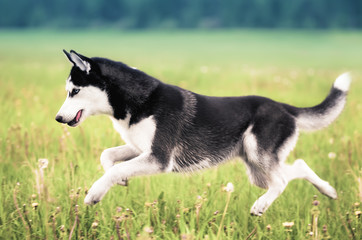 Husky running across green grass © Zakharov Evgeniy