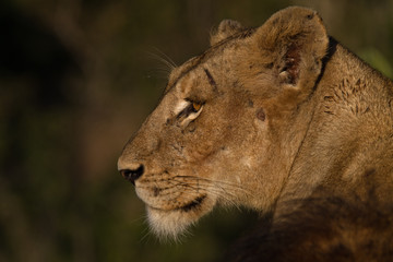 Lioness Profile, Kruger, South Africa
