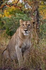 Lioness, Kruger, South Africa