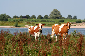 Red and whtie cows along the river