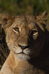 Staring Lioness, Kruger National Park, South Africa