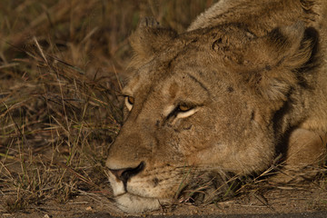 lioness resting, Kruger National Park, South Africa