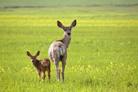 Mule Deer Doe And Fawn Looking Back Over Their Shoulders