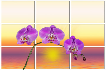 Orchid Sunrise