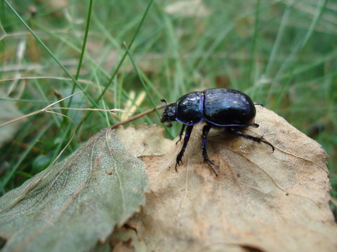 Zuk