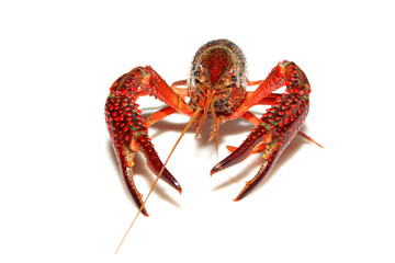 crayfish