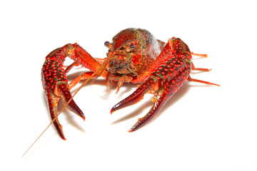crayfish