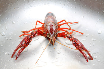 crayfish