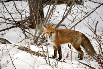 Red Fox in a forest in Alberta Canada