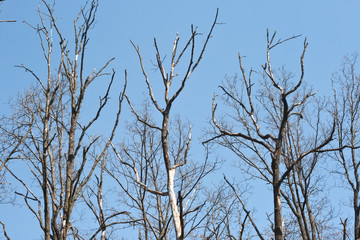 Old  trees against the blue sky.
