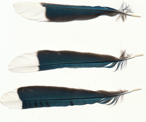 Bluejay feathers