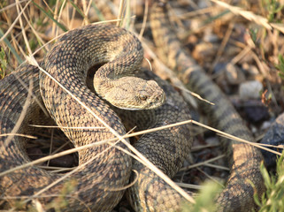Rattlesnake curled beside a Saskatchewan road