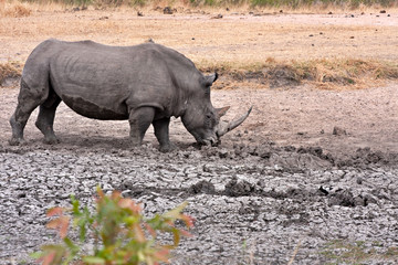 african white rhinoceros