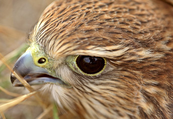 Close up of young Merlin in scenic Saskatchewan
