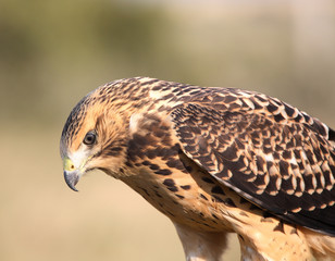 Close up of a young hawk in scenic Saskatchewan