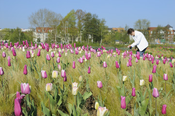 Tulpen im Gras
