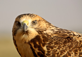 Close up of a young hawk in scenic Saskatchewan