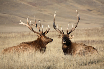 Bull elks with large antlers in scenic Saskatchewan