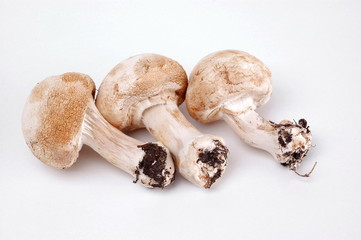 funghi