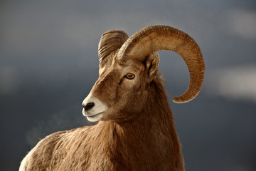 Bighorn Sheep in winter