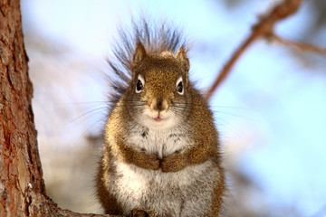 Red Squirrel sitting on branch