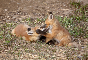 Two Red Fox pups playing outside their den