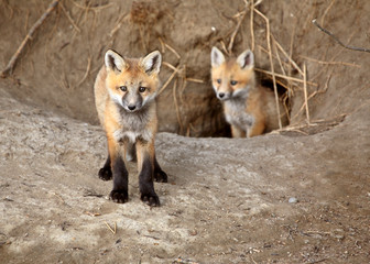 Two Red Fox pups outside their den