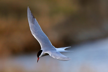Forster's Tern in flight