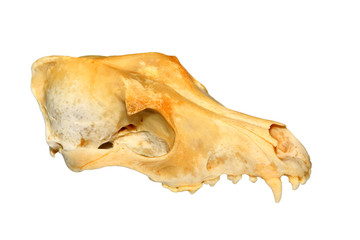 the dog's skull