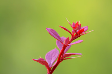 berberis thunbergii plant
