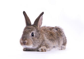 rabbit