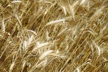 Wheaten field background