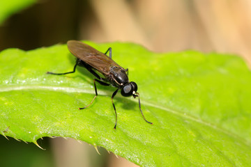 blackwater gadfly