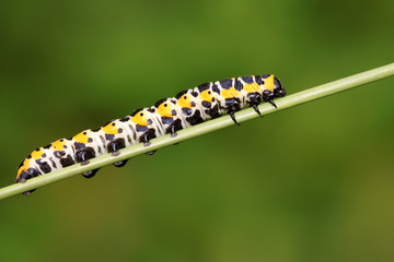 butterfly  larvae on a green plant