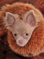 Portrait of rich chihuahua puppy with luxury fur brown collar