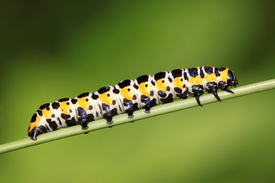 butterfly  larvae on a green leaf
