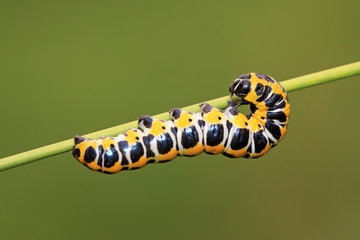 Fototapeta premium butterfly larvae on a green leaf