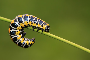butterfly  larvae on a green plant