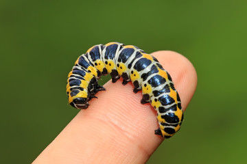 butterflies larvae in the person's fingers